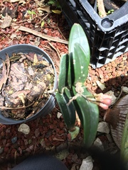 Epidendrum costatum