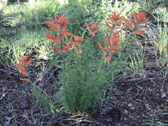 Castilleja patriotica
