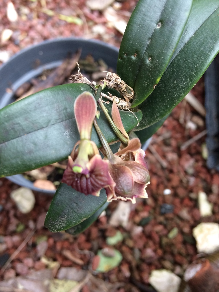 Epidendrum costatum