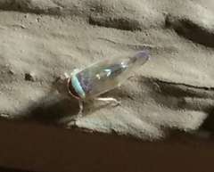 Colladonus montanus reductus