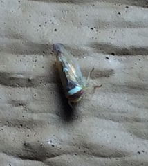 Colladonus montanus reductus