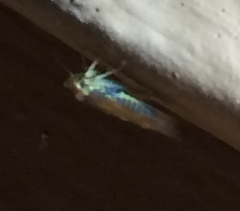 Colladonus montanus reductus