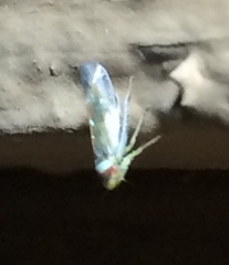 Colladonus montanus reductus