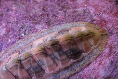 Rhyssoplax translucens
