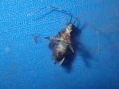 Orthotylinae