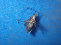 Orthotylinae