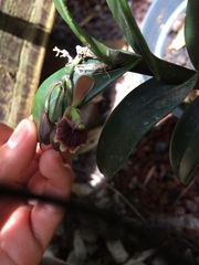 Epidendrum costatum