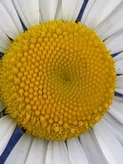 Leucanthemum vulgare