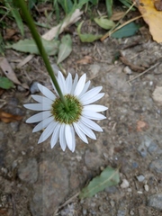 Leucanthemum vulgare