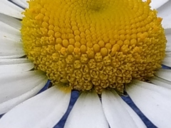 Leucanthemum vulgare