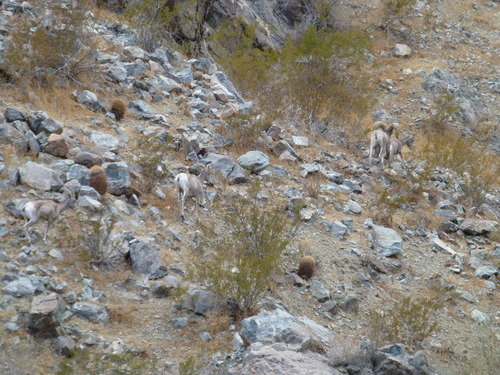 iNaturalist observation photo of Desert Bighorn Sheep