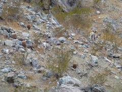 Ovis canadensis nelsoni