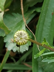 Leucanthemum vulgare