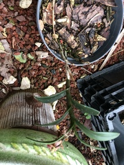 Epidendrum costatum