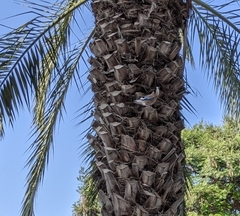 Garrulus glandarius atricapillus