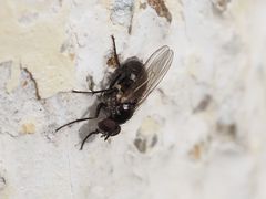 Coenosia atra