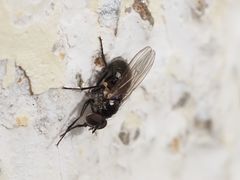Coenosia atra