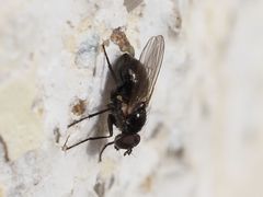 Coenosia atra