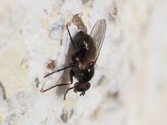 Coenosia atra