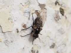 Coenosia atra