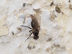 Coenosia atra