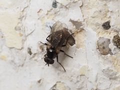 Coenosia atra