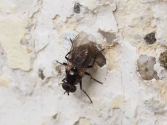 Coenosia atra