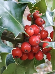 Ilex aquifolium
