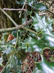 Ilex aquifolium