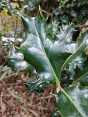 Ilex aquifolium