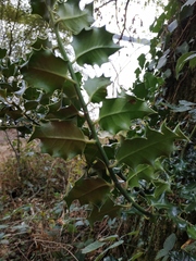 Ilex aquifolium