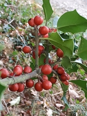 Ilex aquifolium