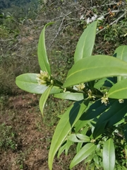 Sarcococca hookeriana