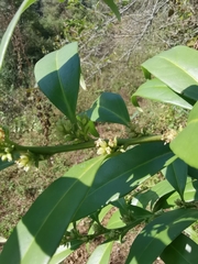 Sarcococca hookeriana