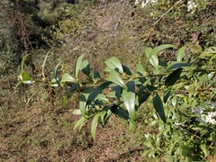 Sarcococca hookeriana