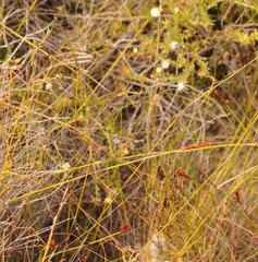 Siphocodon spartioides