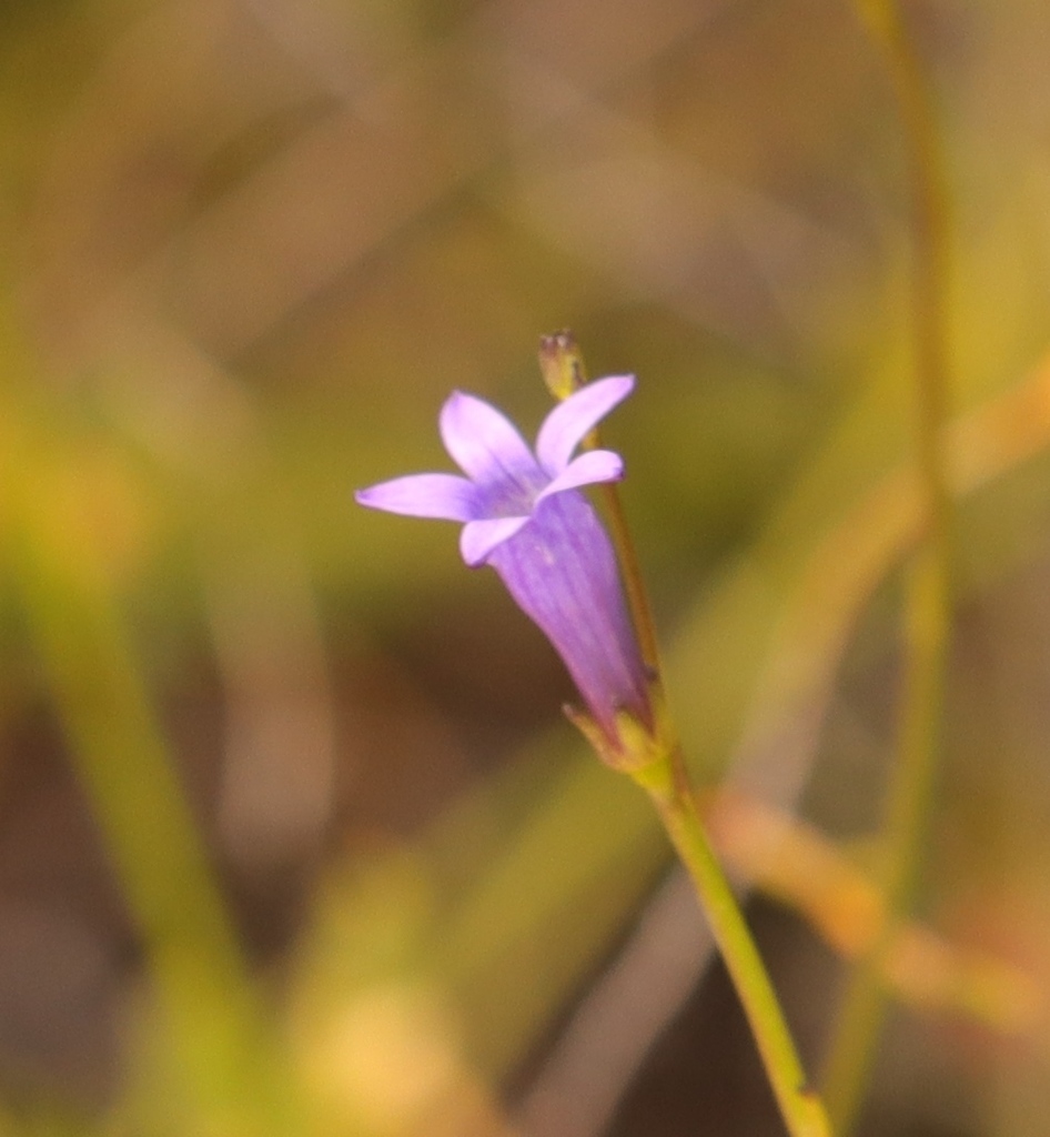 Purple Tubebell