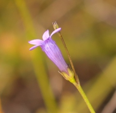 Siphocodon spartioides