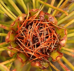 Protea angustata