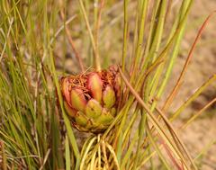Protea angustata