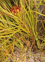 Protea angustata