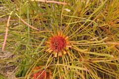 Protea angustata