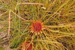 Protea angustata