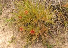 Protea angustata