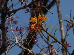 Dendrobium jerdonianum
