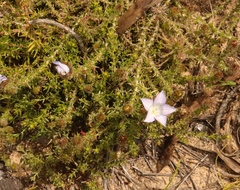 Roella prostrata