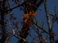 Dendrobium jerdonianum