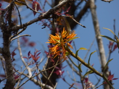 Dendrobium jerdonianum