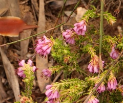 Erica labialis