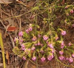 Erica labialis